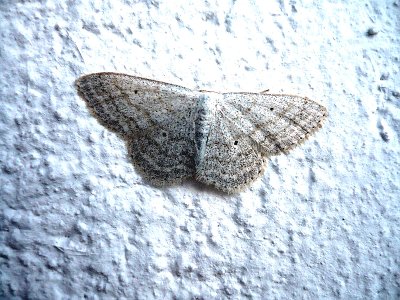 Grijze stipspanner, Idaea aversata Linnaeus.jpg